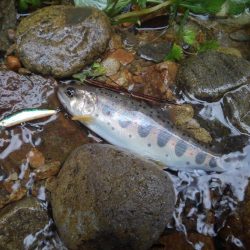 大増水の渓で苦戦